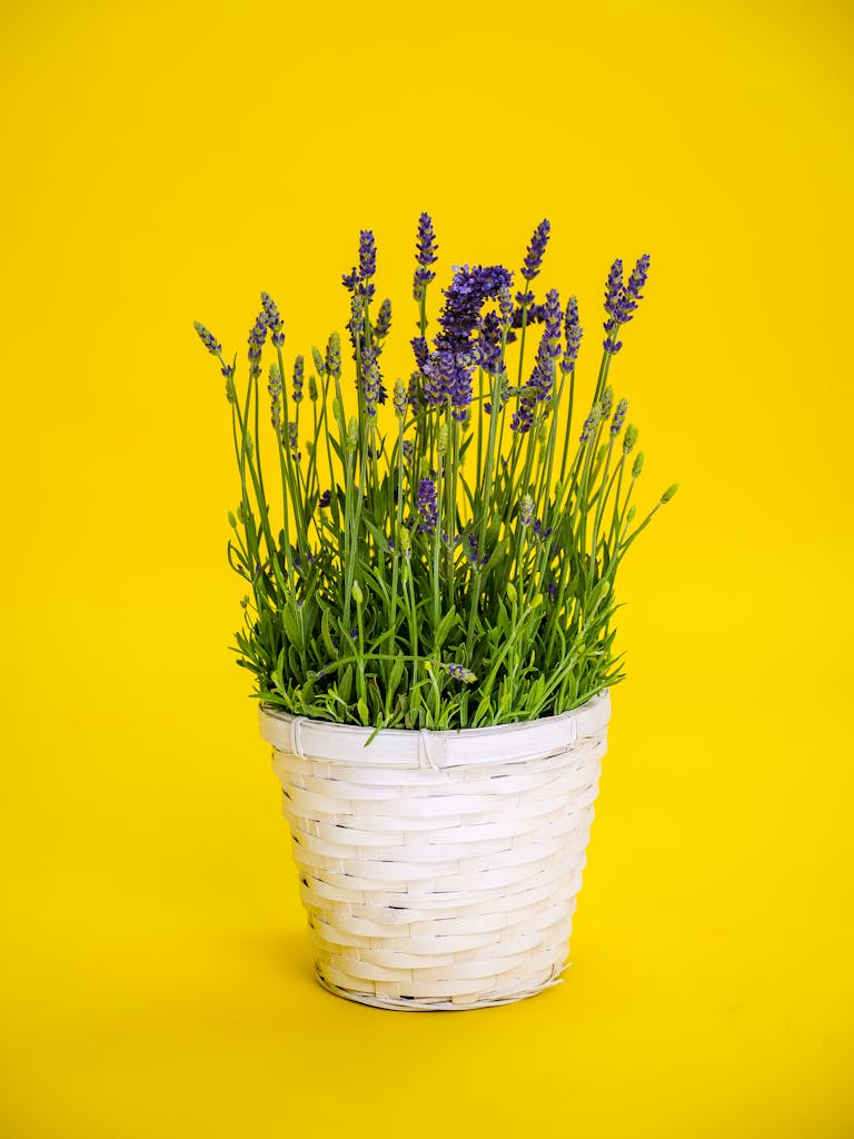 Vibrant lavender flowers in a woven basket placed on a striking yellow background.