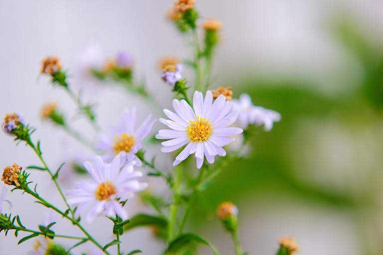 Vibrant daisies in full bloom with a blurred garden backdrop.